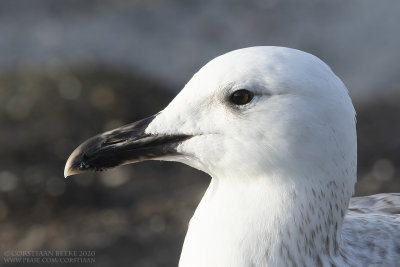 Pontische Meeuw / Caspian Gull
