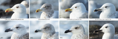 Kopstudie meeuwen / Headstudy gulls