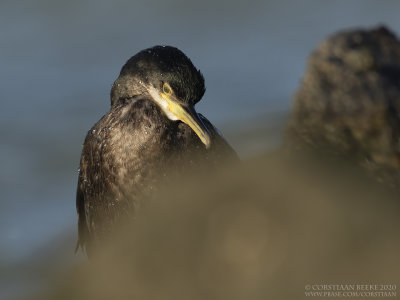 Kuifaalscholver / Shag