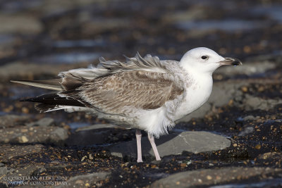 Pontische Meeuw / Caspian Gull
