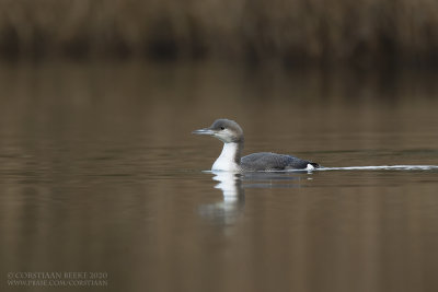 Parelduiker / Black-throated Diver