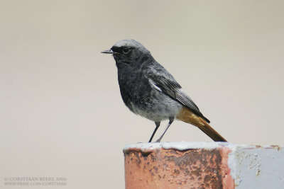 Zwarte Roodstaart / Black Redstart