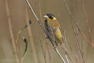 Black-headed Bunting