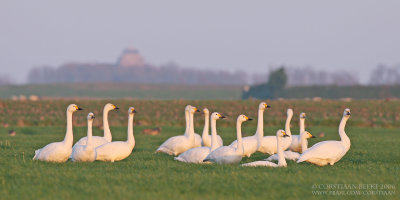 Kleine Zwaan / Bewick's Swan