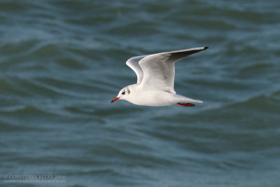 Kokmeeuw / Black-headed Gull