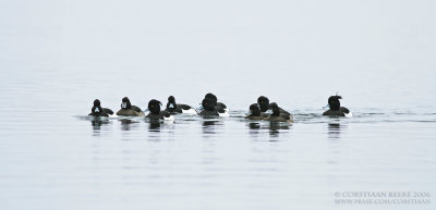 Kuifeend / Tufted Duck