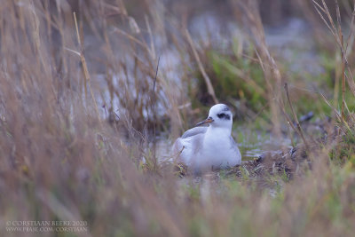 Rosse Franjepoot / Grey Phalarope