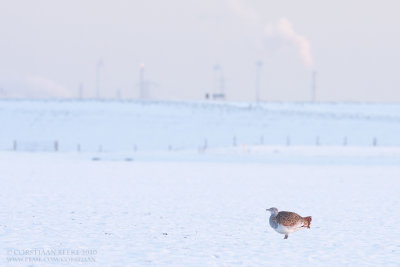 Great Bustard