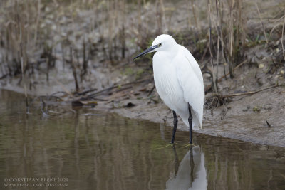Kleine Zilverreiger / Little Egret