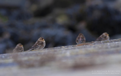 Frater / Twite