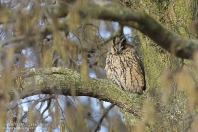 Ransuil / Long-eared Owl