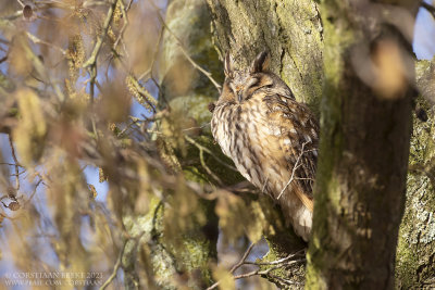 Ransuil / Long-eared Owl