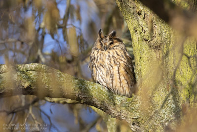 Ransuil / Long-eared Owl