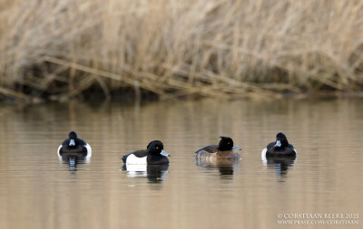 Kuifeend / Tufted Duck