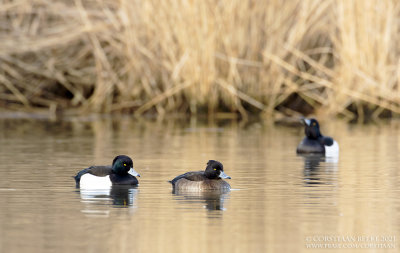 Kuifeend / Tufted Duck