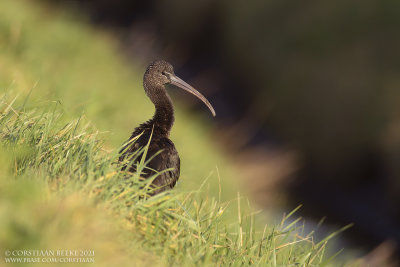 Zwarte Ibis / Glossy Ibis