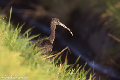 Zwarte Ibis / Glossy Ibis