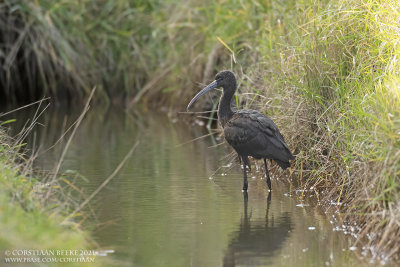 Zwarte Ibis / Glossy Ibis