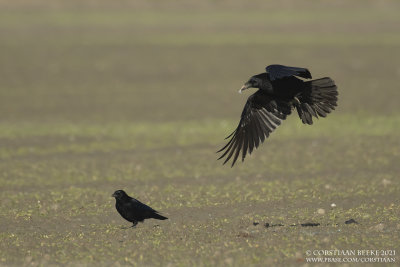 Raaf / Northern Raven