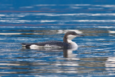 Parelduiker / Black-throated Diver