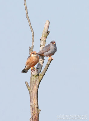 Roodpootvalk / Red-footed Falcon