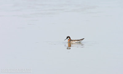 Grauwe Franjepoot / Red-necked Phalarope