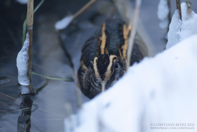 Bokje / Jack Snipe