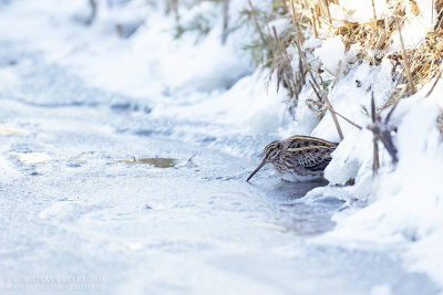 Bokje / Jack Snipe