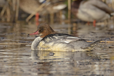 Grote Zaagbek / Common Merganser