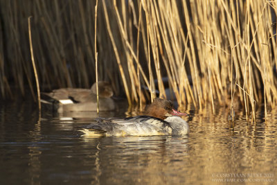 Grote Zaagbek / Common Merganser