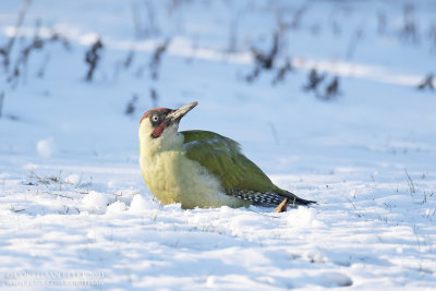 Groene Specht / Green Woodpecker