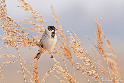 Rietgors / Reed Bunting