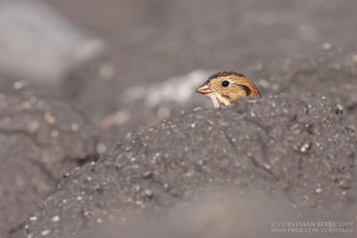 IJsgors / Lapland Bunting