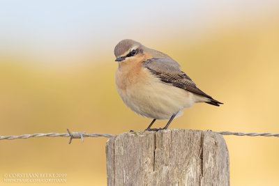 Tapuit / Wheatear