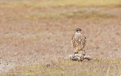 Smelleken / Merlin