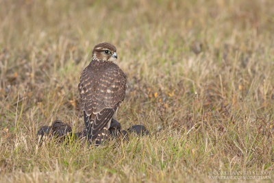 Smelleken / Merlin