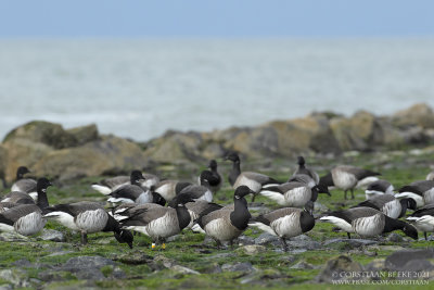 Witbuikrotgans / Pale-bellied Brant Goose