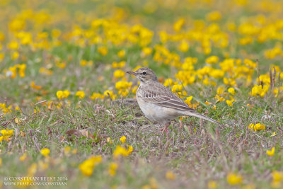Duinpieper / Tawny Pipit