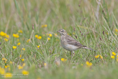 Duinpieper / Tawny Pipit
