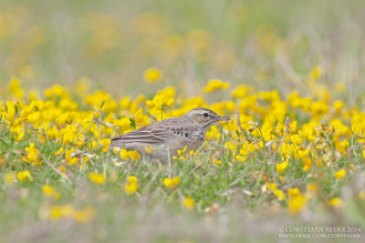 Duinpieper / Tawny Pipit