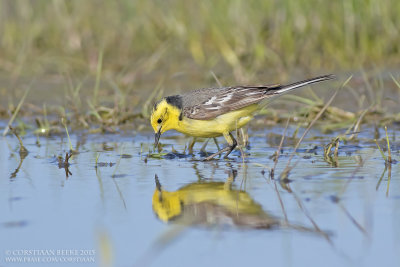 Citroenkwikstaart / Citrine Wagtail