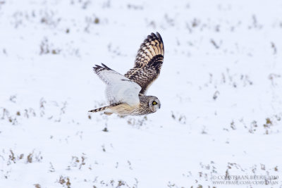 Velduil / Short-eared Owl