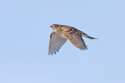 Veldleeuwerik / Sky Lark