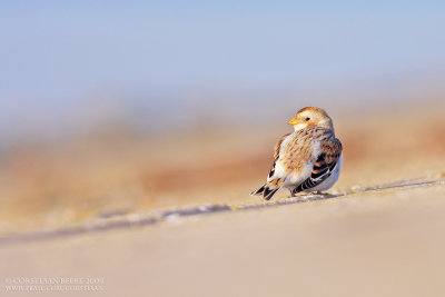 Sneeuwgors / Snow Bunting