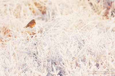 Koperwiek / Redwing