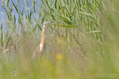 Ralreiger / Squacco Heron