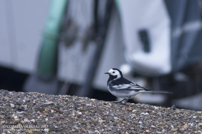 Rouwkwikstaart / Pied Wagtail