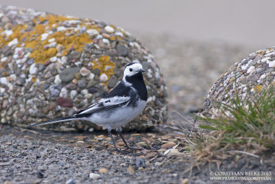 Rouwkwikstaart / Pied Wagtail