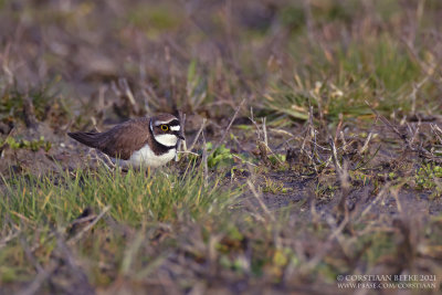 Kleine Plevier / Little Ringed Plover