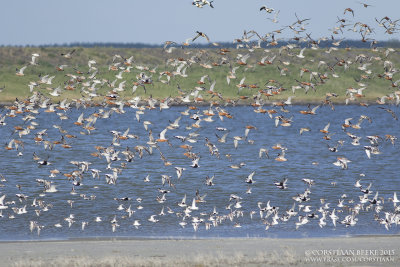 Rosse Grutto / Bar-tailed Godwit